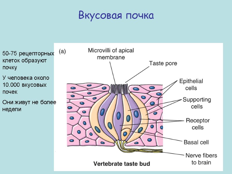 Вкусовая почка 50-75 рецепторных клеток образуют почку У человека около 10.000 вкусовых почек Они